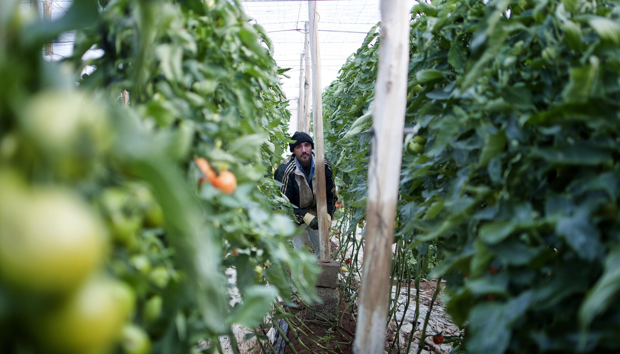 Invernaderos Cabo - 6